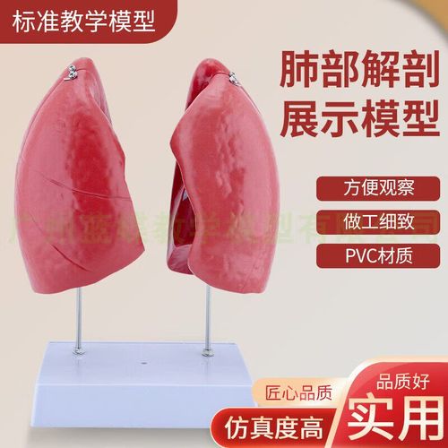 美衣羊自然大肺解剖模型人体肺解剖模型肺解剖展示教学模型医学 肺