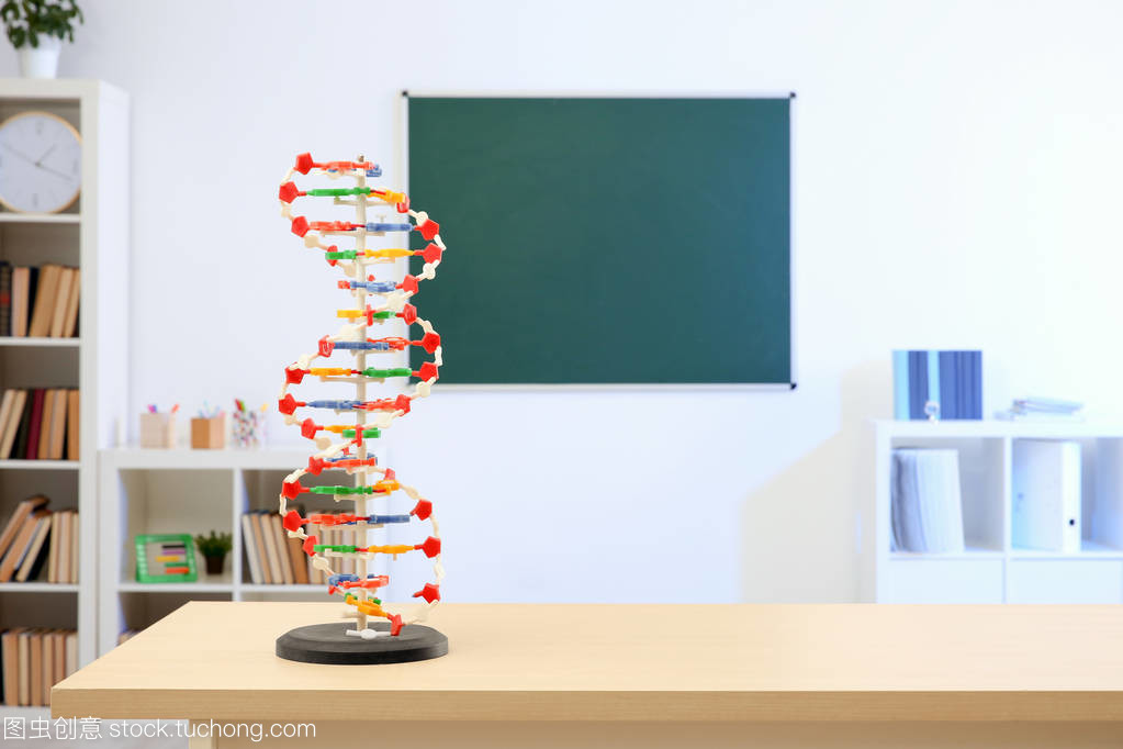 化学课上的塑料 Dna 模型。