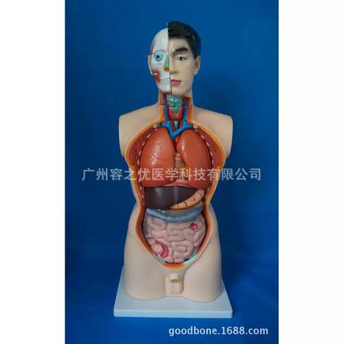 人体躯干模型85cm男性躯干