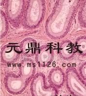 大量0优质生物显微玻片-附睾[供应]_教学模型、器材_世界工厂网中国产品信息库